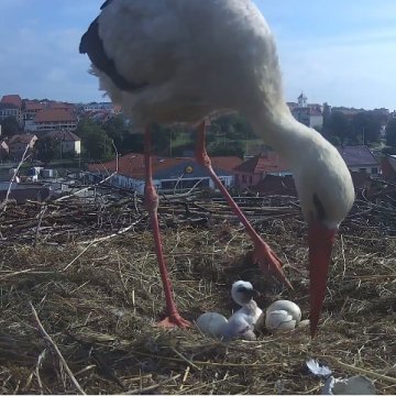 Letos opět můžete sledovat živý přenos z čapího hnízda